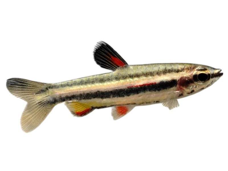 Dværg Blyantfisk (Nannostomus Marginatus)